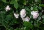 lysiane:plantes_du_jardin:roses:457_new_dawn_6969.jpg