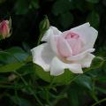 458_new_dawn_7052.jpg