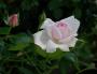 lysiane:plantes_du_jardin:roses:458_new_dawn_7052.jpg