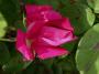 lysiane:plantes_du_jardin:roses:470_noella_nabonnand_5466.jpg
