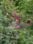 lysiane:plantes_du_jardin:roses:471_noella_nabonnand_5490.jpg