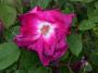 lysiane:plantes_du_jardin:roses:473_noella_nabonnand_5547.jpg
