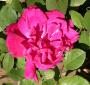 lysiane:plantes_du_jardin:roses:479_nur_mahal_4941.jpg