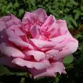 493_orientale_6471.jpg