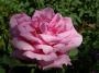 lysiane:plantes_du_jardin:roses:493_orientale_6471.jpg