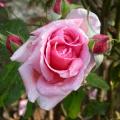 494_orientale_6922.jpg