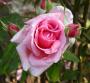 lysiane:plantes_du_jardin:roses:494_orientale_6922.jpg