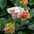 506_parure_d_or_7008.jpg