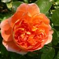 507_pat_austin_0258.jpg