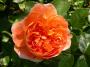 lysiane:plantes_du_jardin:roses:507_pat_austin_0258.jpg