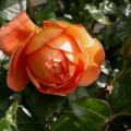 510_pat_austin_5469.jpg