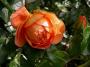 lysiane:plantes_du_jardin:roses:510_pat_austin_5469.jpg