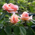 514_paul_lede_0349.jpg