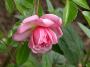 lysiane:plantes_du_jardin:roses:517_paul_noel_6577.jpg