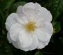 lysiane:plantes_du_jardin:roses:518_pearl_drift_0168.jpg