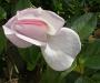 lysiane:plantes_du_jardin:roses:519_pearl_drift_0397.jpg