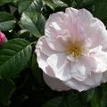 520_pearl_drift_0398.jpg