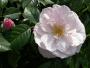 lysiane:plantes_du_jardin:roses:520_pearl_drift_0398.jpg
