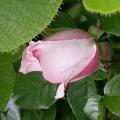 523_pearl_drift_5198.jpg