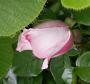 lysiane:plantes_du_jardin:roses:523_pearl_drift_5198.jpg