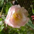 537_penelope_5269.jpg