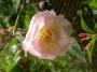 lysiane:plantes_du_jardin:roses:537_penelope_5269.jpg