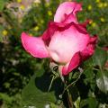 549_perfecta_6483.jpg