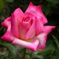 550_perfecta_6540.jpg