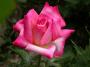 lysiane:plantes_du_jardin:roses:550_perfecta_6540.jpg