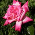551_perfecta_6985.jpg