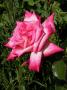 lysiane:plantes_du_jardin:roses:551_perfecta_6985.jpg