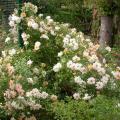 555_phyllis_bide_0116.jpg