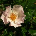 565_pierre_gagnaire_6361.jpg