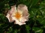 lysiane:plantes_du_jardin:roses:565_pierre_gagnaire_6361.jpg