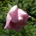 568_pink_robusta_4931.jpg