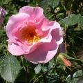 569_pink_robusta_4934.jpg