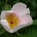 579_pink_surprise_6525.jpg