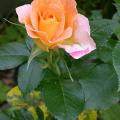 601_rochemenier_village_5916.jpg