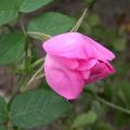 606_rosa_complicata_6368.jpg