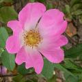 610_rosa_complicata_6541.jpg