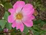 lysiane:plantes_du_jardin:roses:610_rosa_complicata_6541.jpg