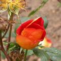 612_rosa_foetida_b_5318.jpg