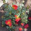 613_rosa_foetida_bicolor_4925.jpg
