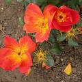 614_rosa_foetida_bicolor_5149.jpg