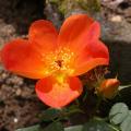 618_rosa_foteida_bicolor_5069.jpg