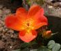 lysiane:plantes_du_jardin:roses:618_rosa_foteida_bicolor_5069.jpg