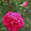 624_rose_de_tavel_7021.jpg