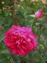 lysiane:plantes_du_jardin:roses:624_rose_de_tavel_7021.jpg