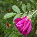 629_roseraie_de_l_hay_5184.jpg