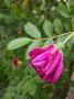 lysiane:plantes_du_jardin:roses:629_roseraie_de_l_hay_5184.jpg